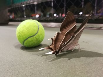 Close-up of butterfly