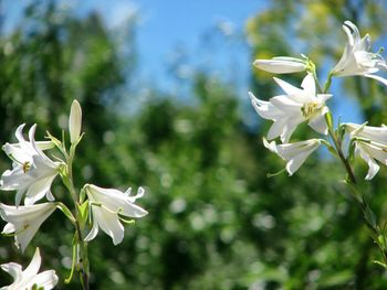 Close-up of white flowers blooming on tree