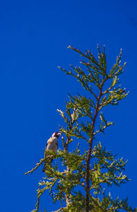 Low angle view of birds on branch against clear blue sky