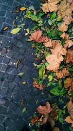 Leaves fallen on ground