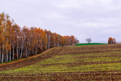 Trees growing on field against sky during autumn