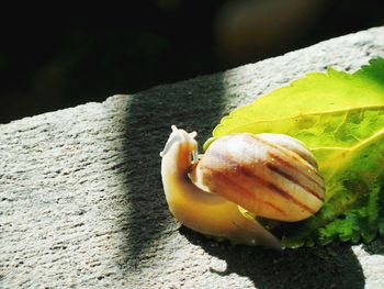 Close-up of plant