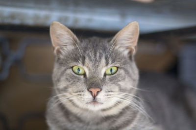 Close-up portrait of tabby cat