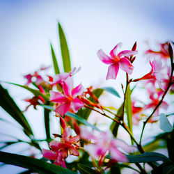 Close-up of pink flowers growing on plant