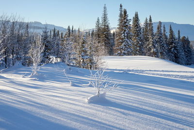 Winter forest landscape with long shadows from trees on the snow at sunset of the day.