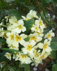 Close-up of white flowering plants