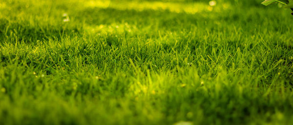 Full frame shot of grassy field