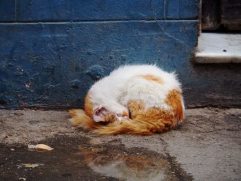 Cat resting on a wall