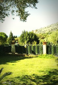 View of trees on house