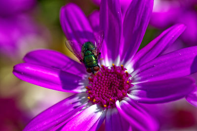 Close-up of fly on purple flower.