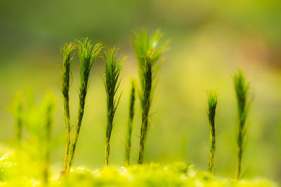 Close-up of grass