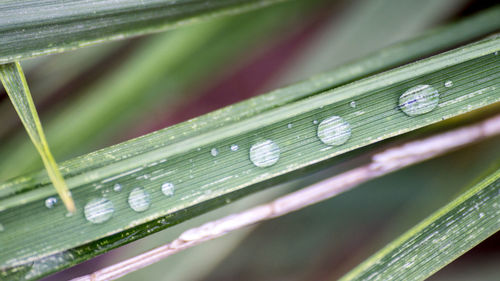 Close up of green leaves