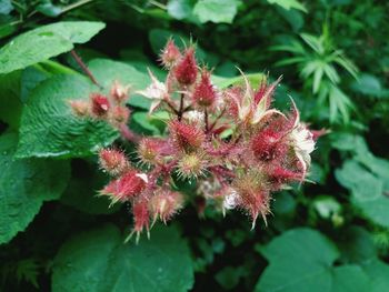 Close-up of pink flowers