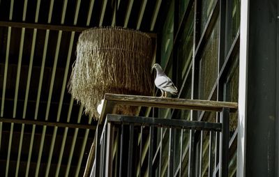 Bird perching in cage