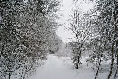 Close-up of trees against sky during winter