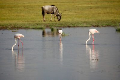 Flamingos in a