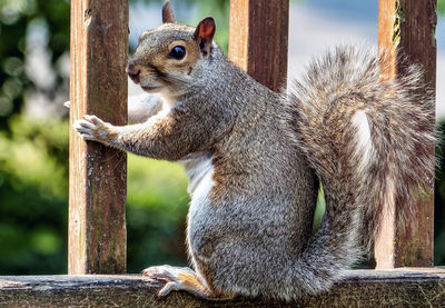 Close-up of squirrel on wooden post