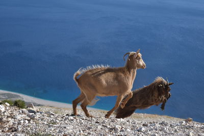 Two goats jumping on land 