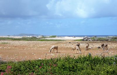 View of sheep on field against sky