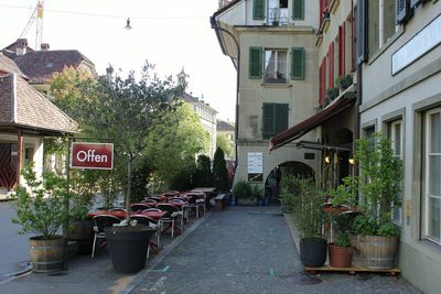 Potted plants in city