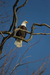 Low angle view of bald eagle perching on bare tree against clear sky