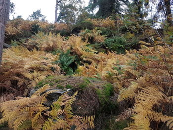 Plants growing on land