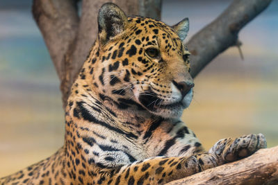 Close-up of a cat looking away