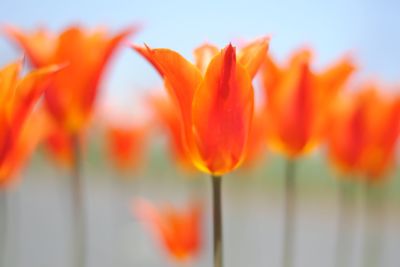 Close-up of orange tulips