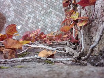 Close-up of dry autumn leaves