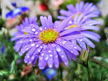 Close-up of purple flowers blooming