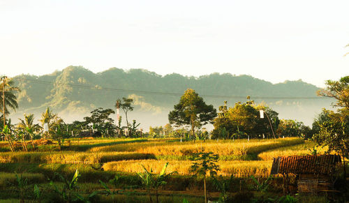 Scenic view of agricultural field against clear sky