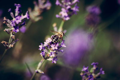 Close-up of bee on purple flowers