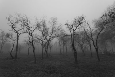 Bare trees on field against sky