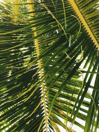 Full frame shot of palm tree leaves
