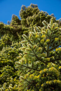 Close-up of fir tree branches growing in the forest.