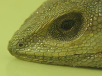 Close-up of lizard