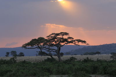 Tree on landscape against sky at sunset