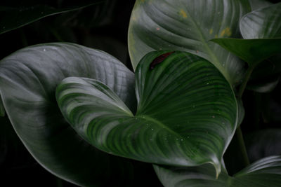 Close-up of raindrops on leaves