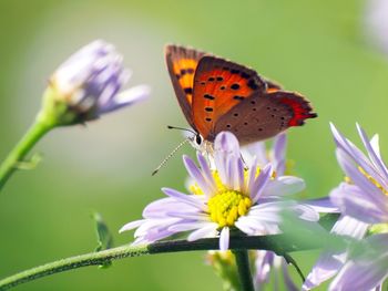 Close-up of butterfly pollinating on flower