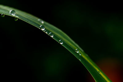 Close-up of water drops on blade of grass