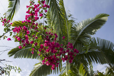 Close-up of pink flowering plants