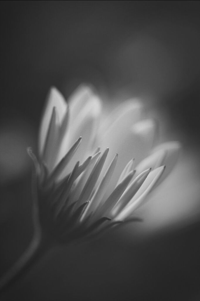 flower, close-up, petal, fragility, selective focus, freshness, flower head, single flower, focus on foreground, beauty in nature, nature, studio shot, black background, part of, no people, growth, cropped, copy space, outdoors, white color