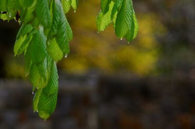 Close-up of fresh green leaves