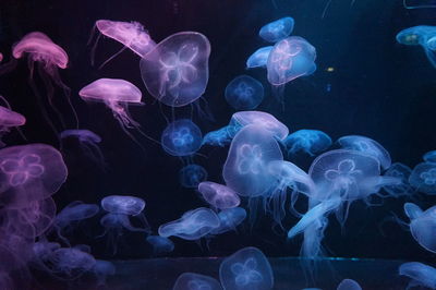 Jellyfish swimming in sea