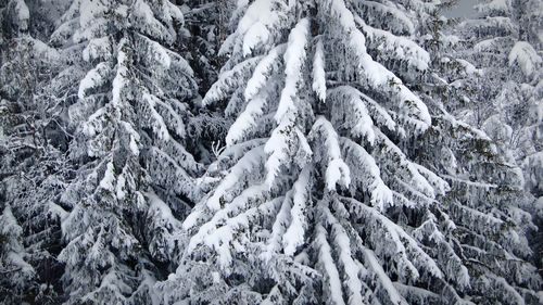 Close-up of snow covered trees