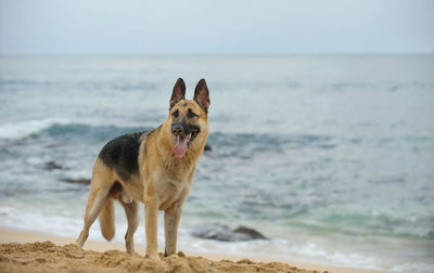 German shepherd sticking out tongue while looking away at beach