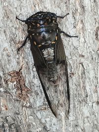 Close-up of butterfly on tree trunk