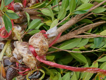 Close-up of bird perching on plant