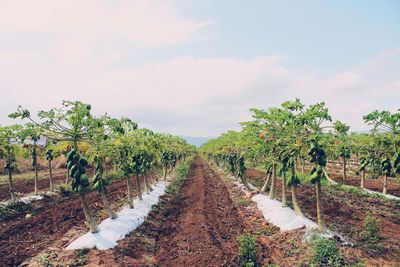 Papaya farm against sky