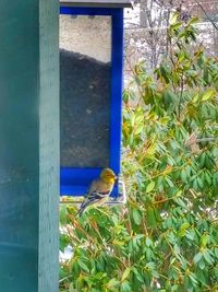 Bird perching on floor